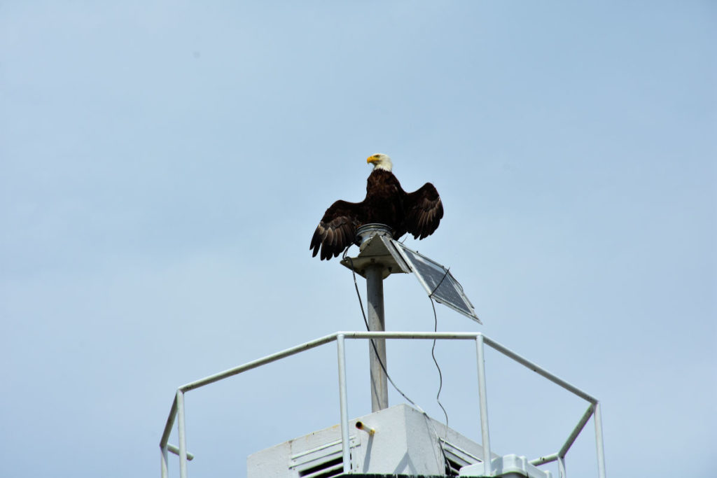 An eagle atop Cattle Point Lighthouse on San Juan Island.