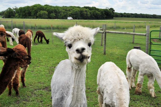 a cute baby alpaca smiling at the camera