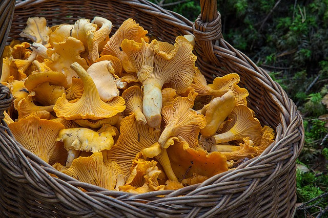 Chantrelle mushrooms in a basket.