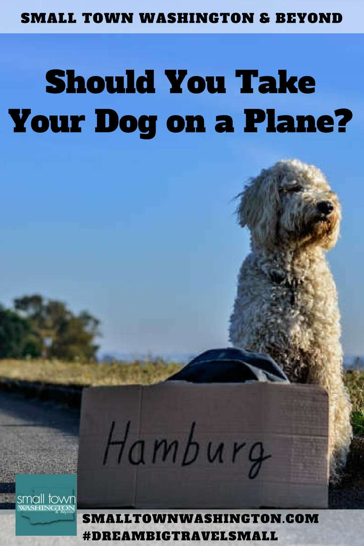 Dogs Might Fly, But Is That The Right Choice For You and Them?