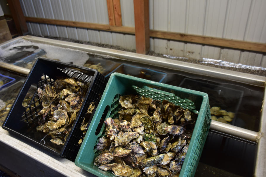 Taste Your Way Around Orcas Island With Salish Sea Tour Co.