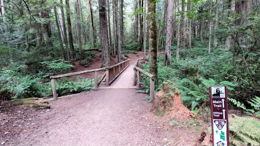 The Grand Forest on Bainbridge Island.