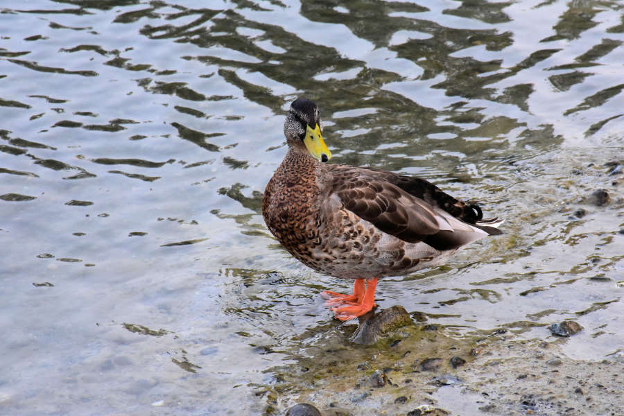 Ducks at Lake Meridian in Kent, Washington.