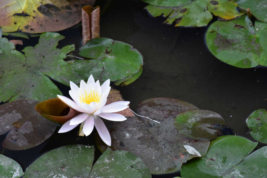 Lily pad pond at Lake Meridian in Kent, Washington.
