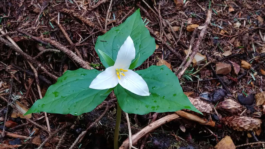 A spring trillium flower at Spyglass Ridge Open Space in Lincoln City, Oregon.