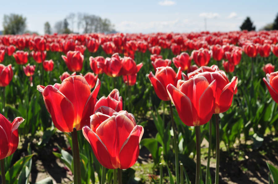 Skagit Valley Tulip Festival