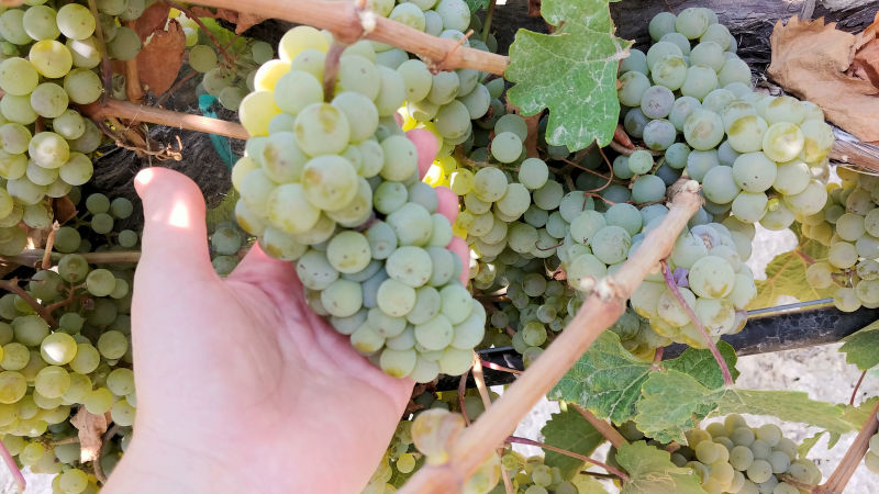 A hand holding a bunch of Idaho wine grapes. 