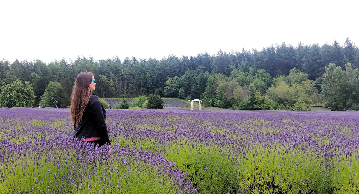 A woman standing in a lavender field at Pelindaba Lavender Farm.
