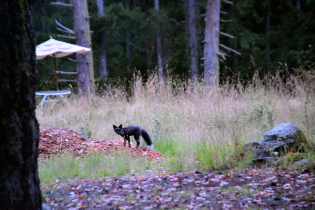 A black fox on San Juan Island. 