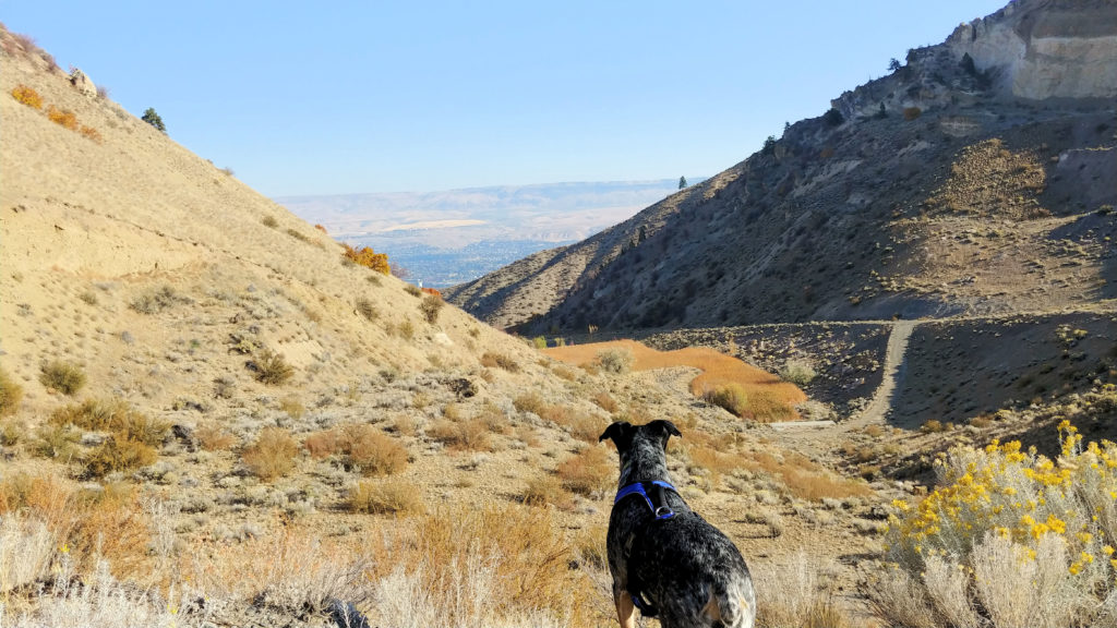 A dog at Dry Gulch Preserve.