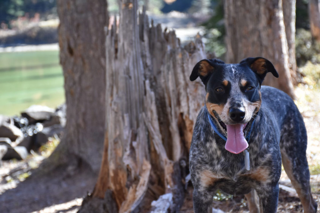 Dogs in Wenatchee, Washington.