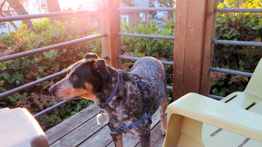 Hazel on the private deck in my room at the Inn at Manzanita. 