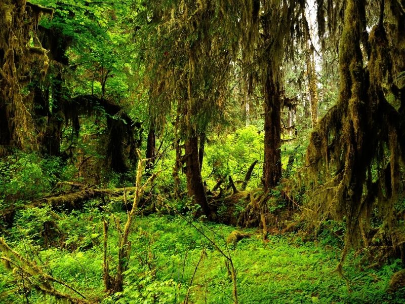 The mossy and fern-covered landscapes of Hoh Rainforest in the winter.