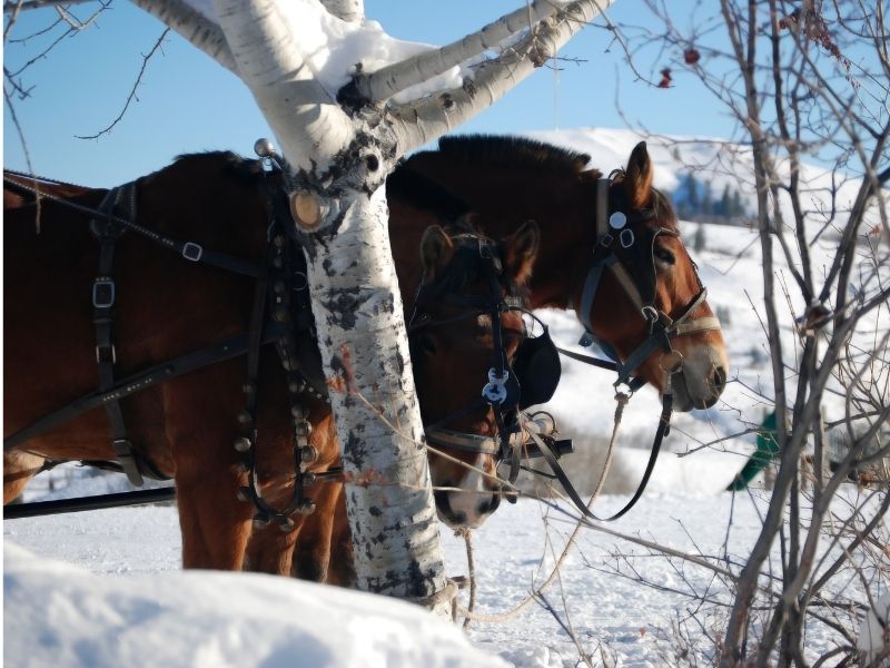 Two horses wearing reins and other sleigh ride equipment in the snow with a birch tree in the foreground