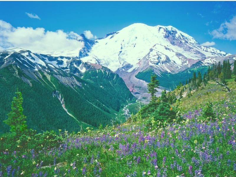 Snow-capped mountain, Mount Rainier, in the distance with purple lupine flowers in the foreground and lots of greenery and trees.