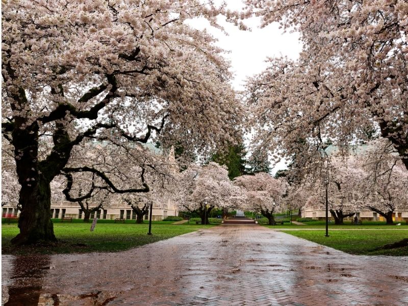 Seattle cherry blossoms in a park after a rainstorm with grass and wet brick path.