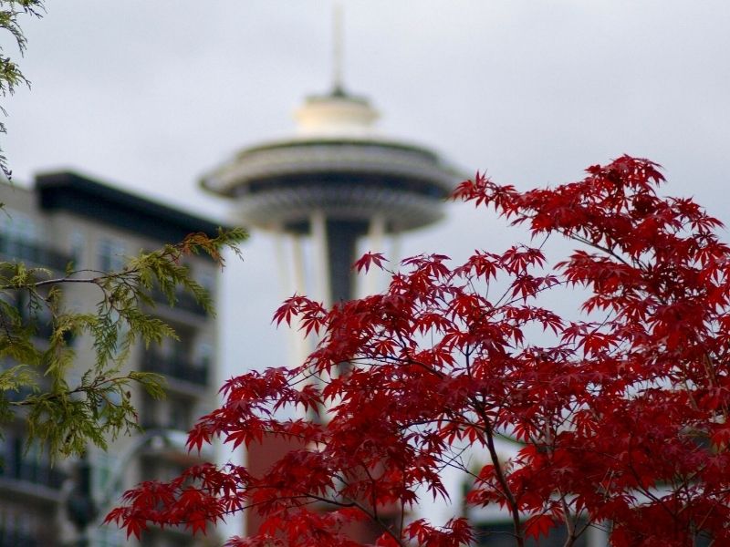 Red maple leaves in front of the Seattle Space Needle, which is blurred in the background but still visible and identifiable.