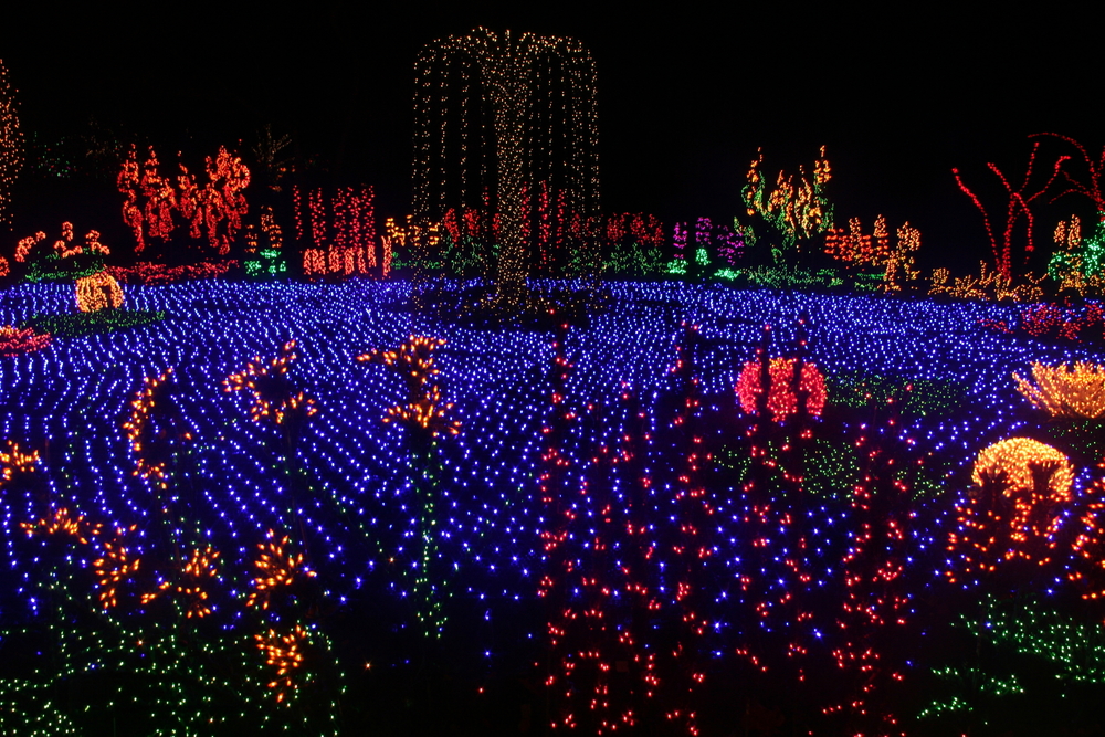 Christmas lights decorating the botanic garden in Bellevue with a sea of purple, red, orange, and green lights forming the shape of a garden.