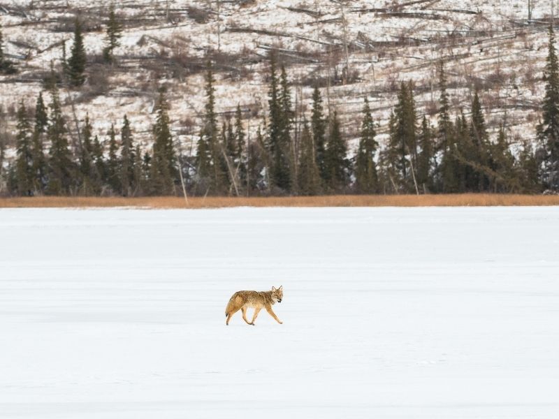 A coyote walking in the snow with pine trees and a mountain in the background.