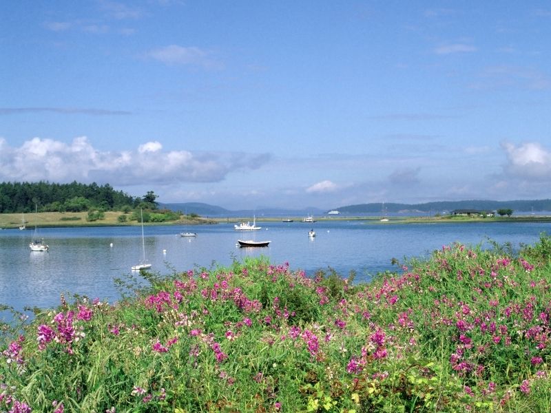 Several sailboats and small boats in the water with pink flowers in the foreground.