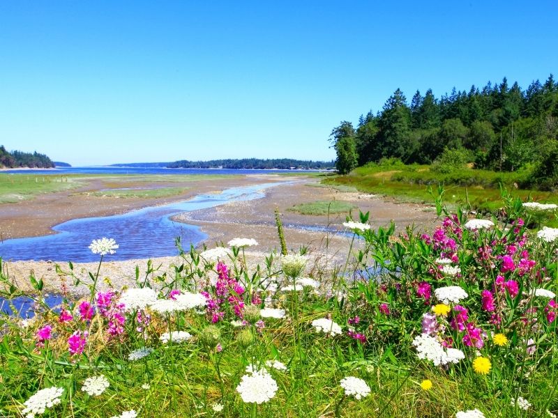 Pink, white, and yellow flowers in the foreground with a small creek leading out into the water on Marrowstone Island in Washington State.