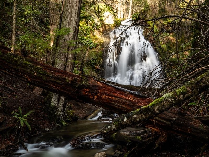 landscape with waterfall and fallen log in orcas island in washington state