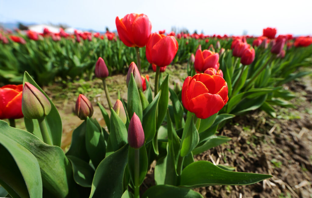 field of tulips in washington state with blooming red tulips in the foreground