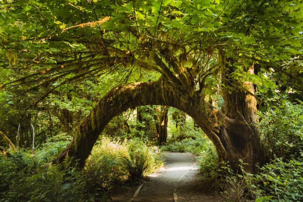 hall of mosses forested trail with a tree bending over the path to make an arch