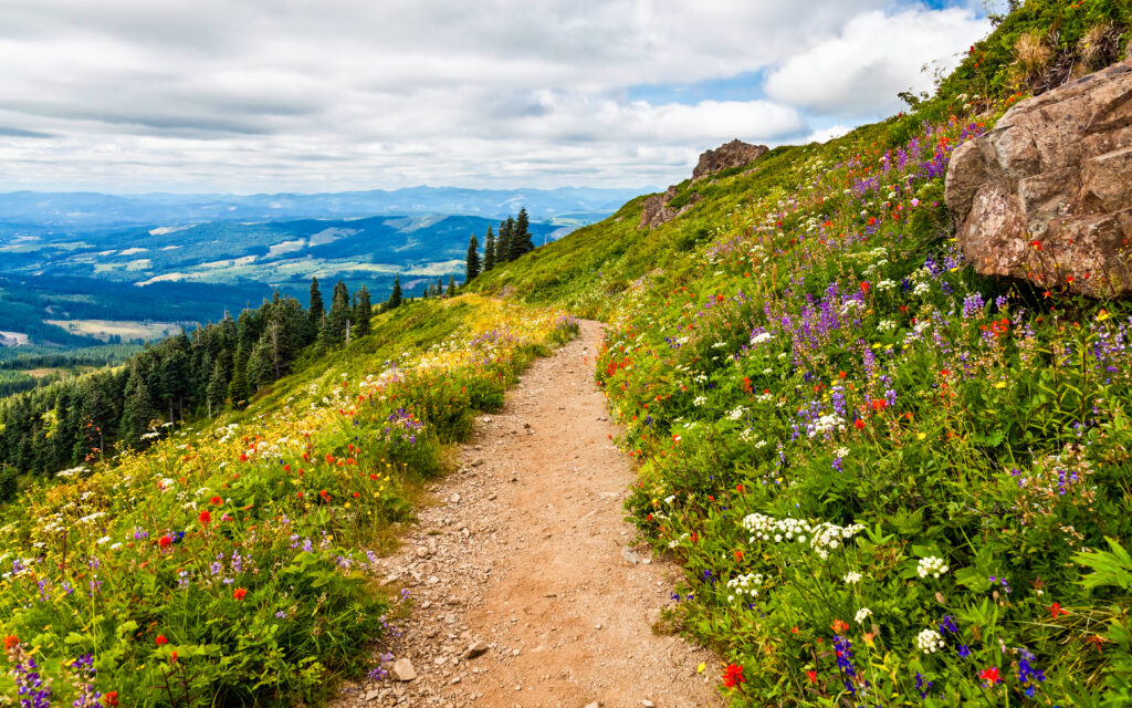 hiking trails in washington lined with wildflowers in the spring. a path runs down the center of the photo