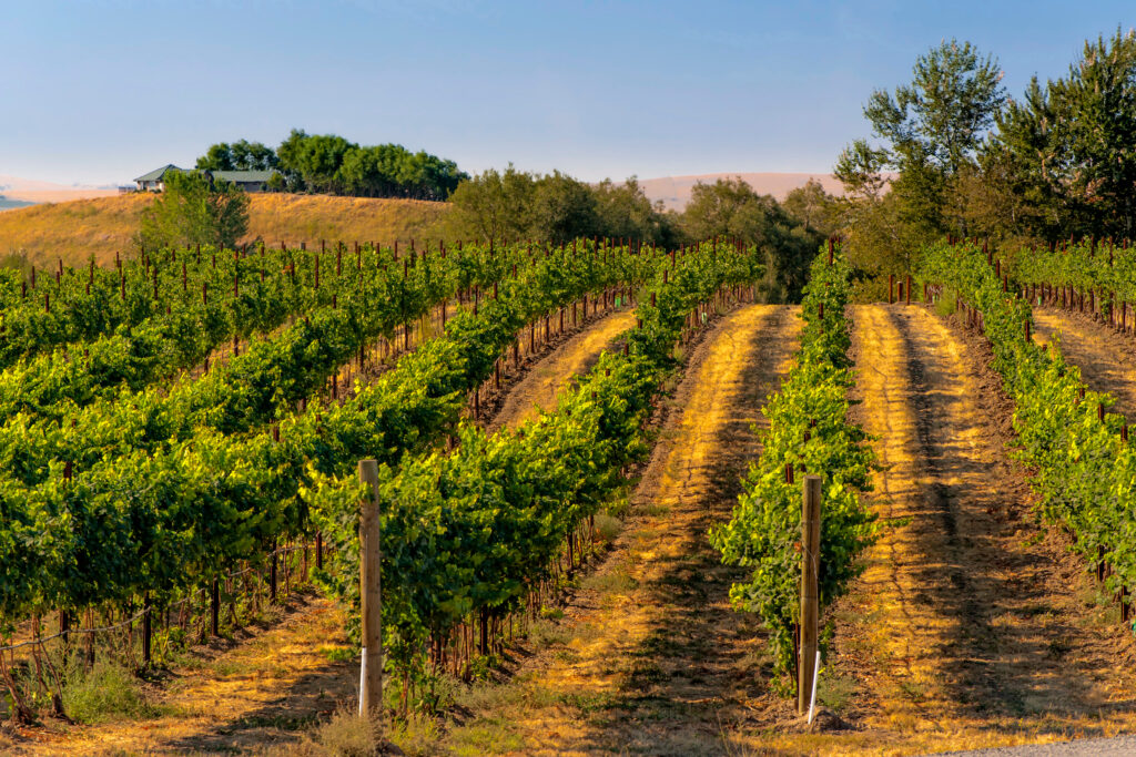 rows of grapevines at a vineyard and walla walla wine country