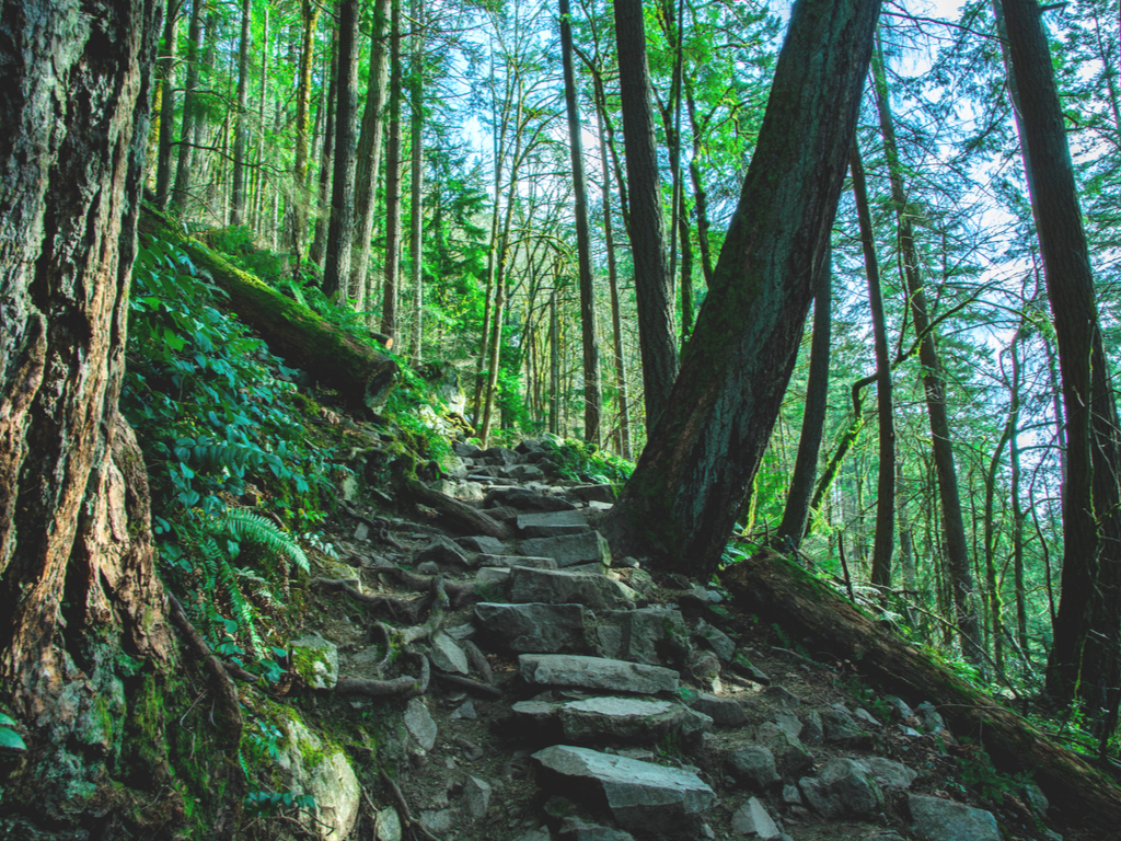 forested hiking trail near seattle with a stone staircase in the center