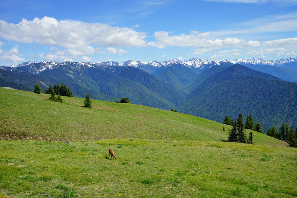 beautiful green meadow with a deer in it, a snowcapped mountain range visible in the background