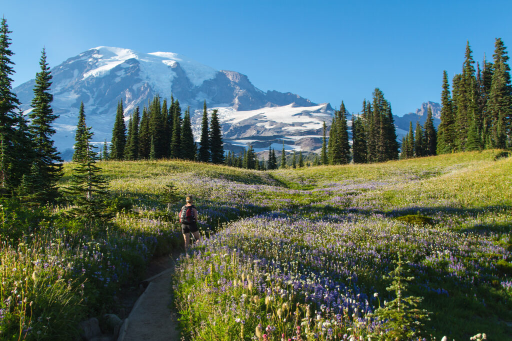 man hiking in washington through a field of wildflowers with mount rainier in the background. mount rainier is home to some of the best hikes in washington state