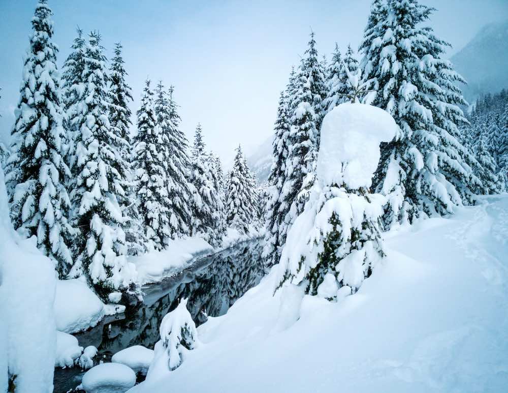 A snowy trail with lots of snow-covered evergreen trees and a still creek that has not yet frozen over on a cloudy day on a winter hike in Washington State.