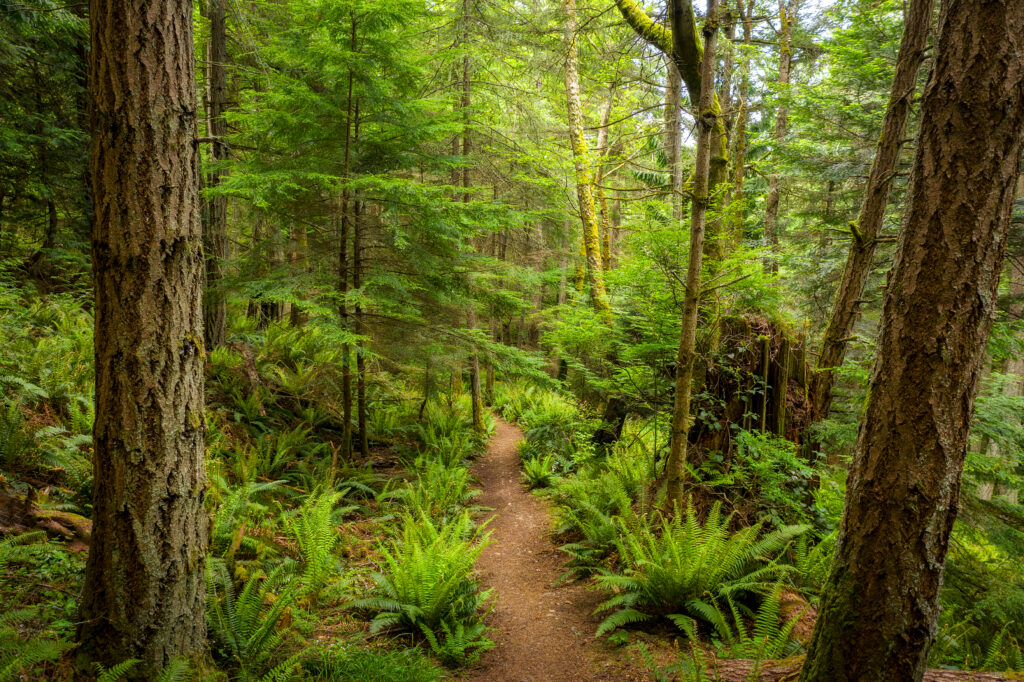 washington state hiking trail surrounded by rainforest on either side