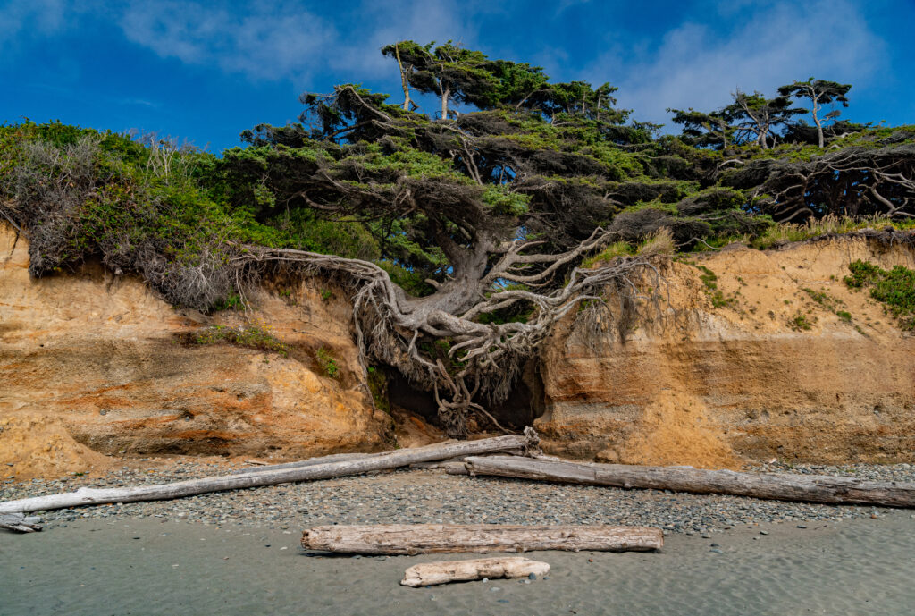 Kalaloch Tree Root Cave on a beach in washington state on a sunny day