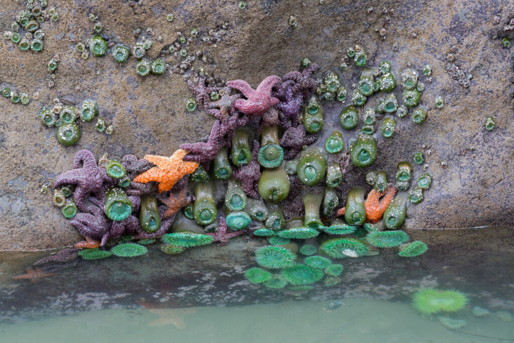 close up of second beach tidepools with starfish and amobea