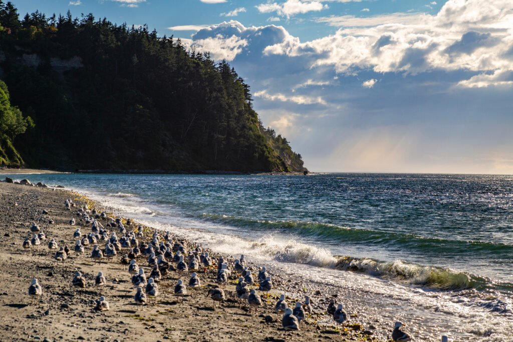 flock of seagulls on the sand at fort worden state park beach washington state