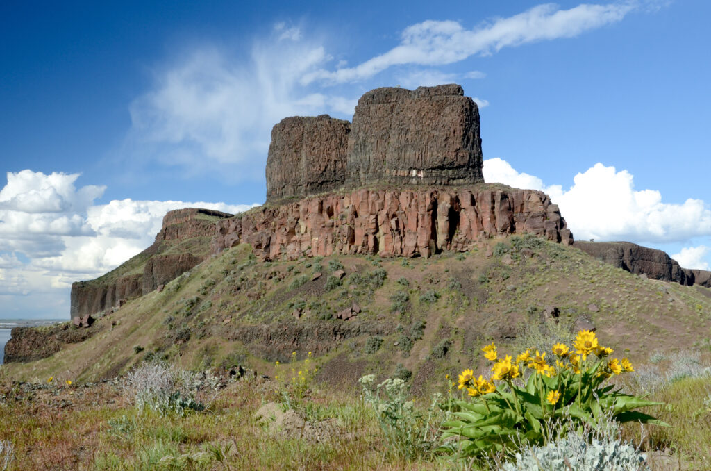 view of twin sisters rock with a patch of yellow flowers in the foreground