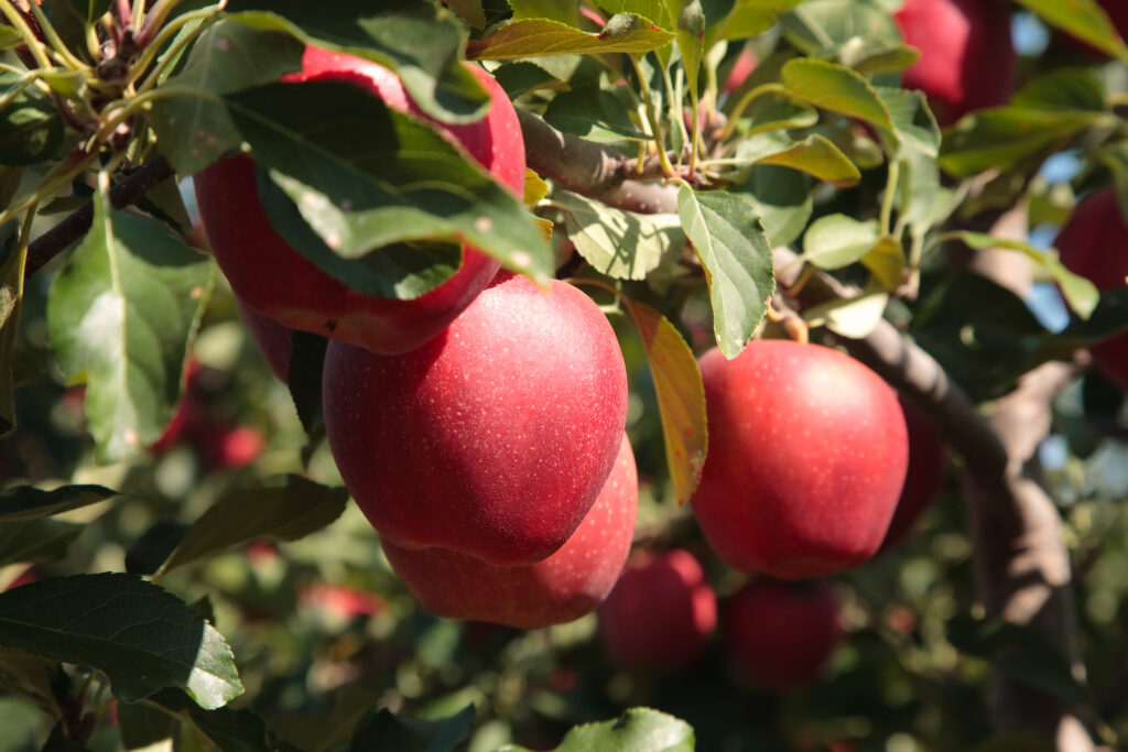 red apples growing on a tree in washington state