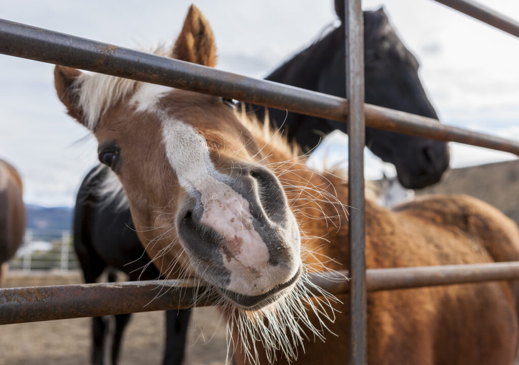 brown horse sticking its nose through a metal fence in winthrop washington, one of the best weekend trips from seattle washington