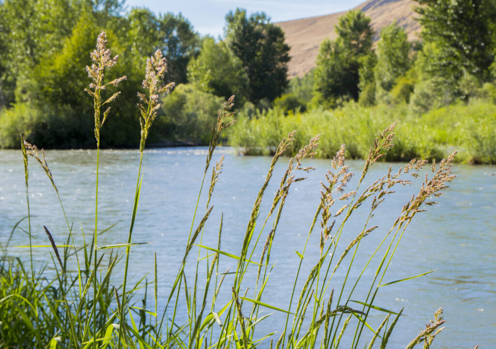 grass growing near a river in yakima washington