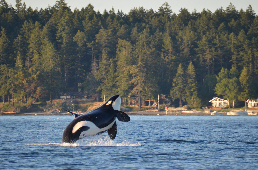 photo of an orca jumping out of the water in front of one of the san juan islands washington state, one of the best seattle weekend getaways