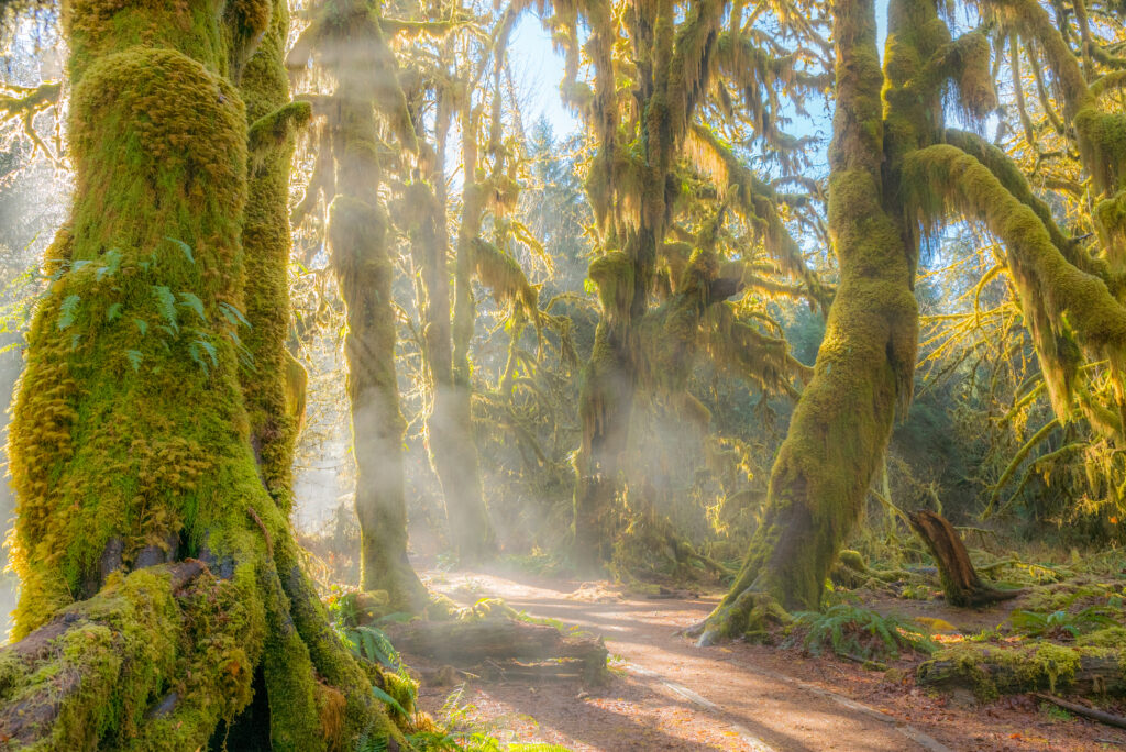 Misty morning walking through the Hall of Mosses trail in Hoh Rainforest with moss-covered trees and mist