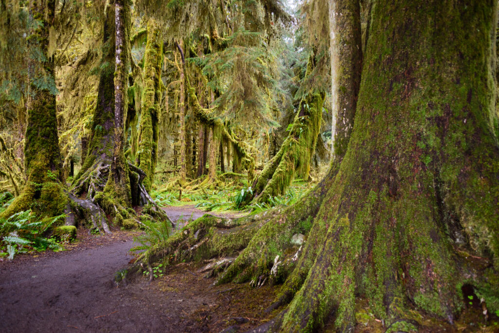 hoh rainforest trail with a mossed-over tree trunk in the foreground along one of the best hiking trails in washington state