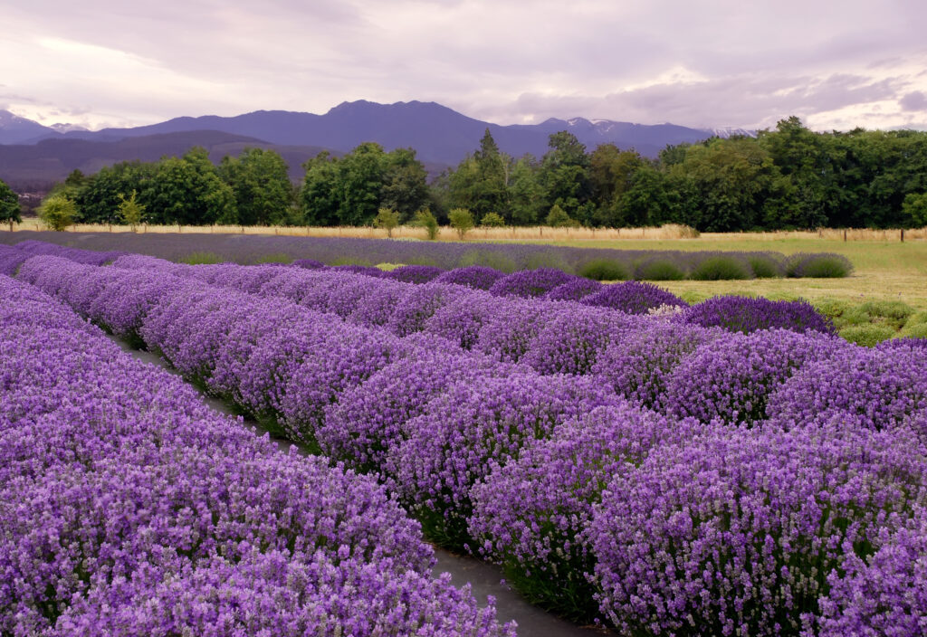 blooming rows of lavender in sequim washington