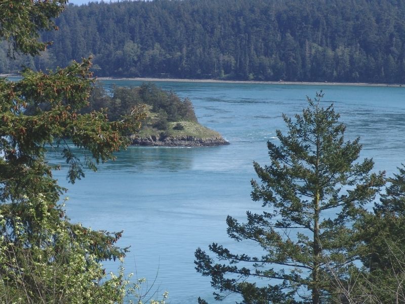Photo of pine trees and turquoise blue water on a clear day in Whidbey Island Washington.