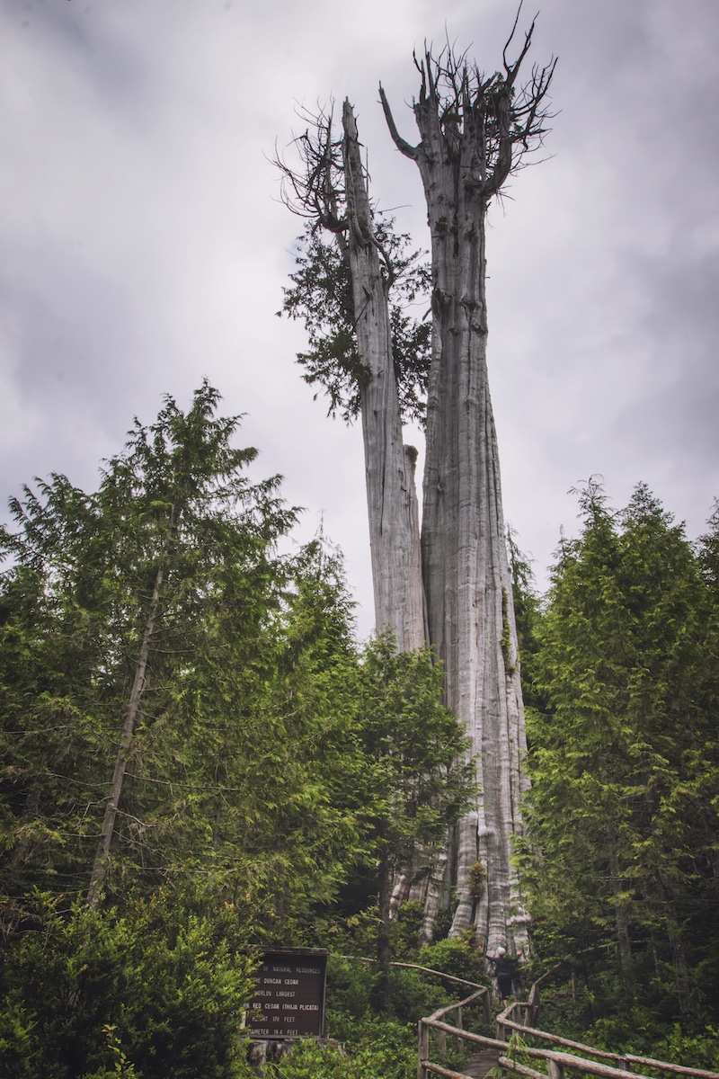 An enormous red cedar tree on a foggy day towering above the other trees in the forest