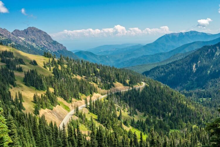 View point from up on a hill with tons of evergreen trees below and a road twisting through the mountains of Olympic National Park.