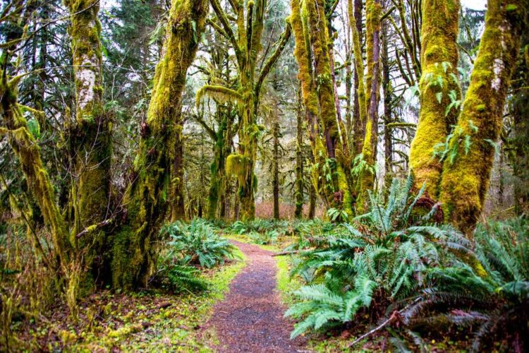 A path with reddish-brown dirt winding through a rainforest with moss-covered trees and large ferns.